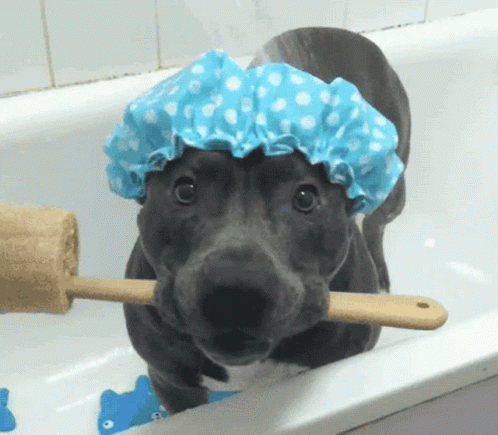 bath-time-dog.gif