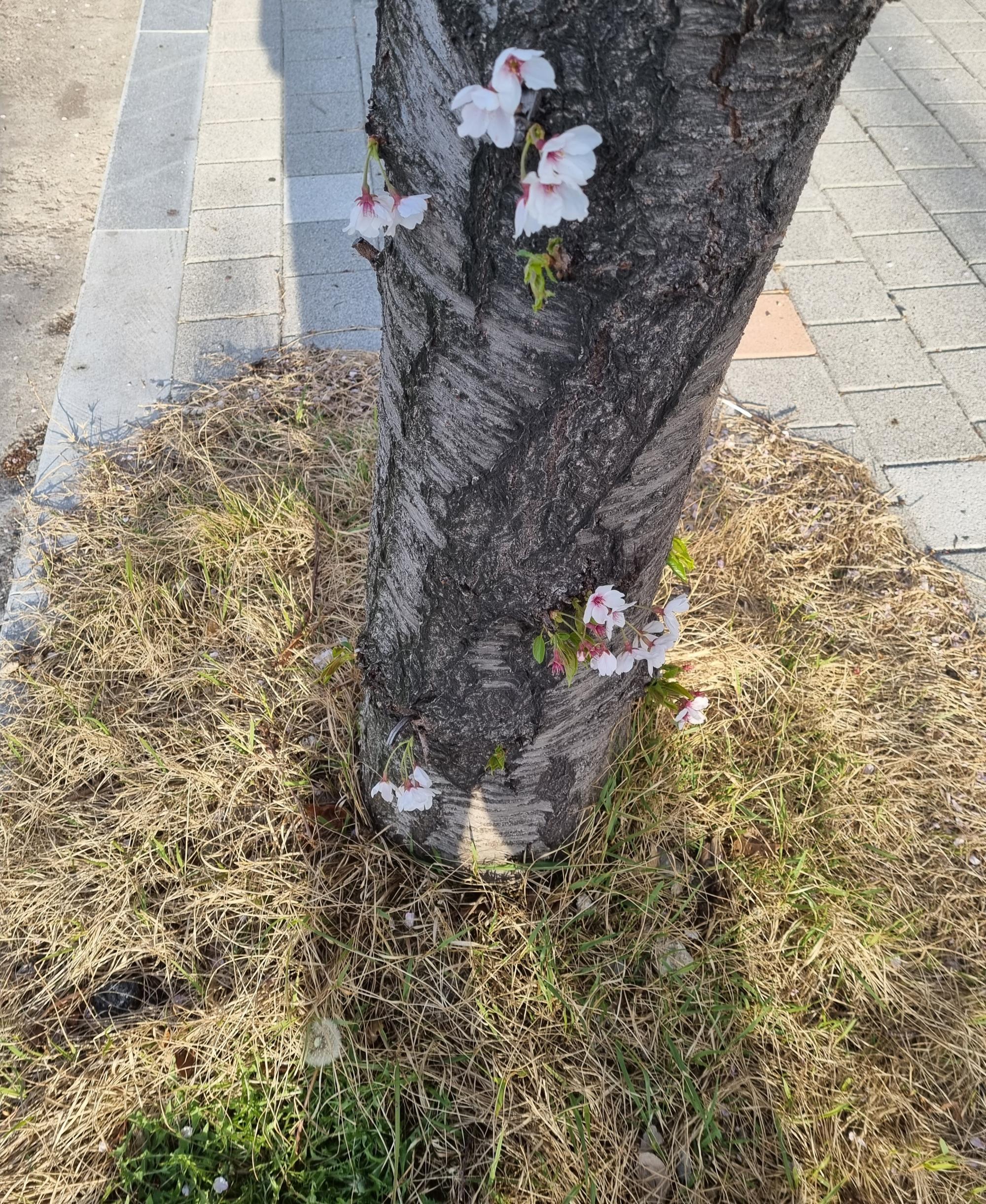 잇싸 - 꽃이 나무 밑 기둥에도 피네요