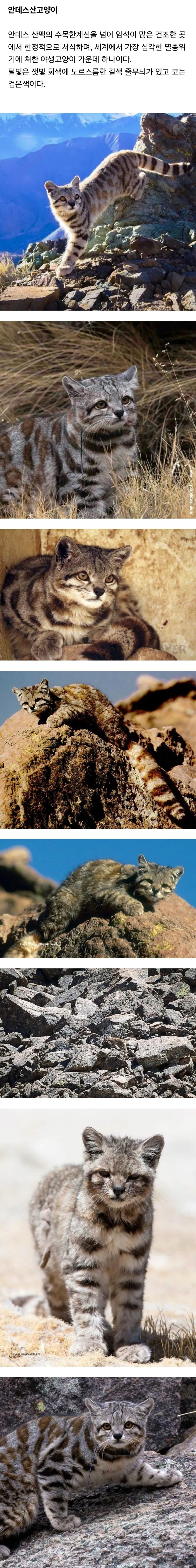 FireShot Capture 1673 - 전 세계에 2천여마리 밖에 안남은 멸종위기 고양이.jpg - www.etoland.co.kr.jpg