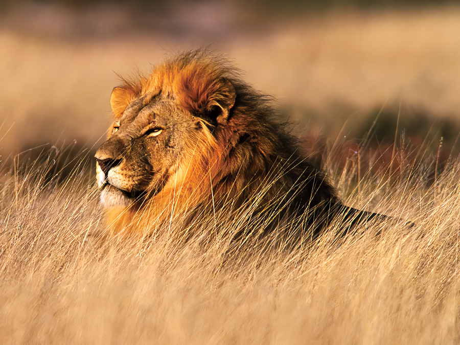lion-Namibia_waifu2x_photo_noise3.png