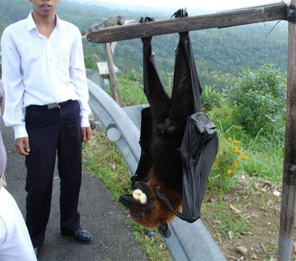 giant-golden-crowned-flying-fox-and-man.jpeg