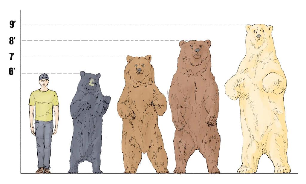 bear-size-comparison_1c2ff0ca-3ab9-4dc0-9e8e-a7b7c0cd58c7.webp.jpg
