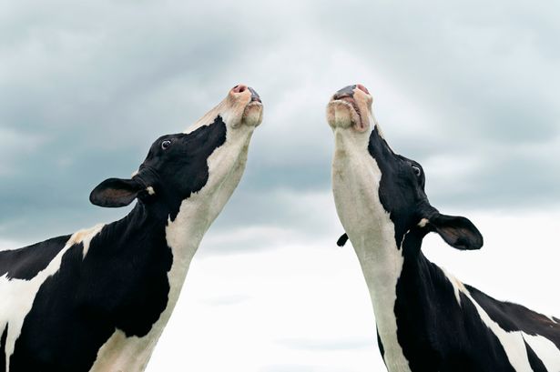Singing-Cows.jpg