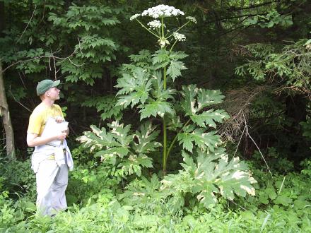 giant hogweed whole plant.jpg