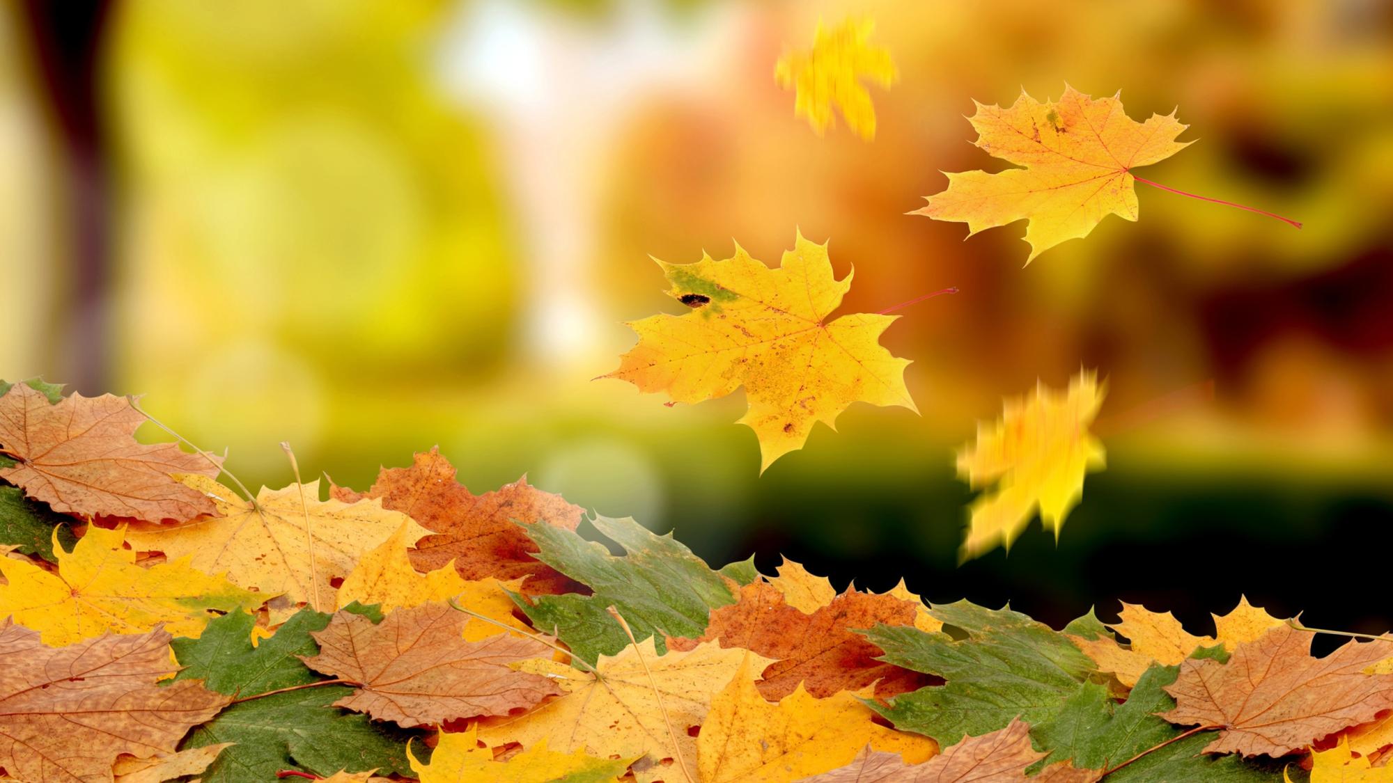 Maple-leaves-falling-in-autumn_2560x1440.jpg