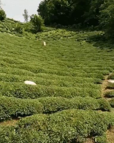 DM_20250318140614_005.gif