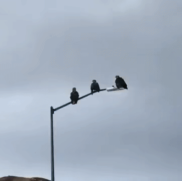 DM_20250515155700_008.gif