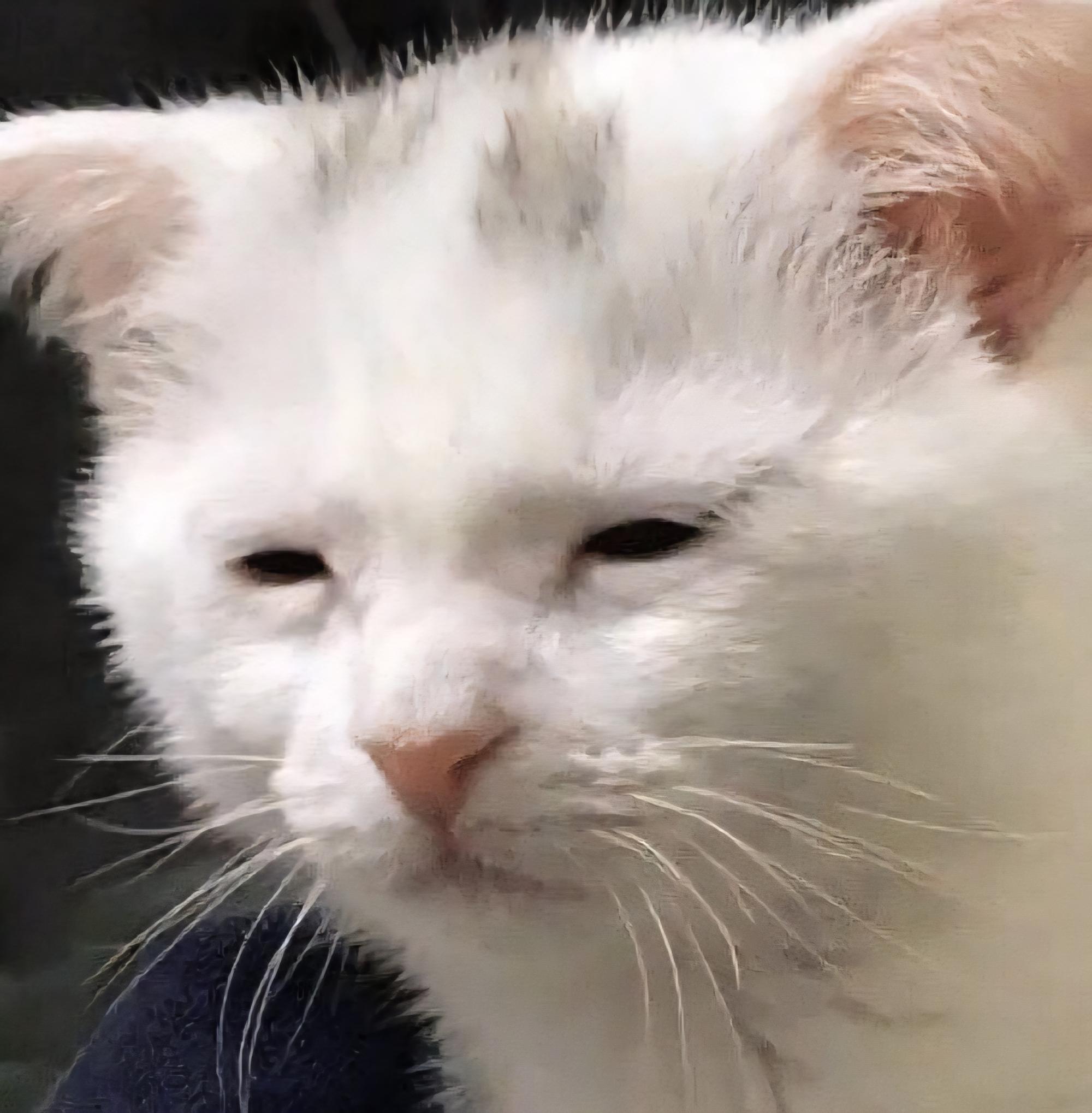 고양이3.jpg