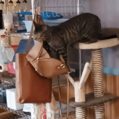 338b133c69b01e03ff0655b5ff2ad55a.gif