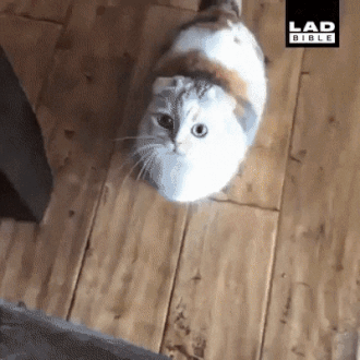 df085d8fa9205d2aa151829900ec8b46.gif
