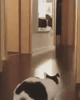 320c4785b8c245376ed5598e02e86e2d.gif