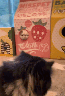 29039b3f09176fa2039568a7c39db016.gif