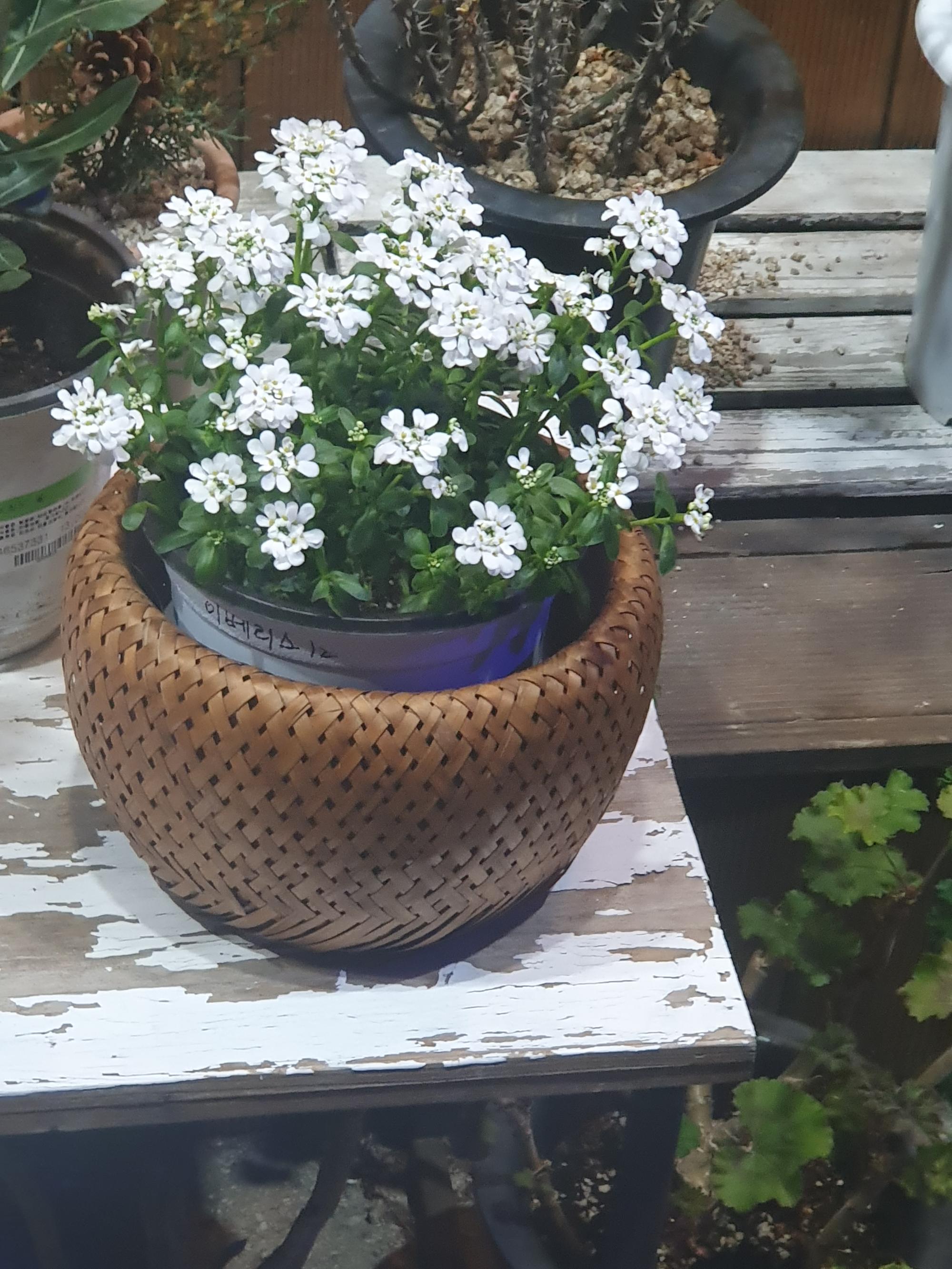 잇싸 - 이쁜 꽂 좀 보고 주무실께요.